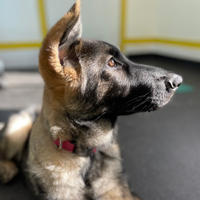 German Shepherd puppy being raised with positive reinforcement and safe socialization.