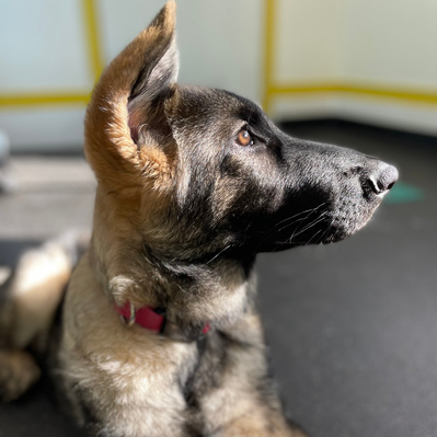 German Shepherd puppy being raised with positive reinforcement and safe socialization.