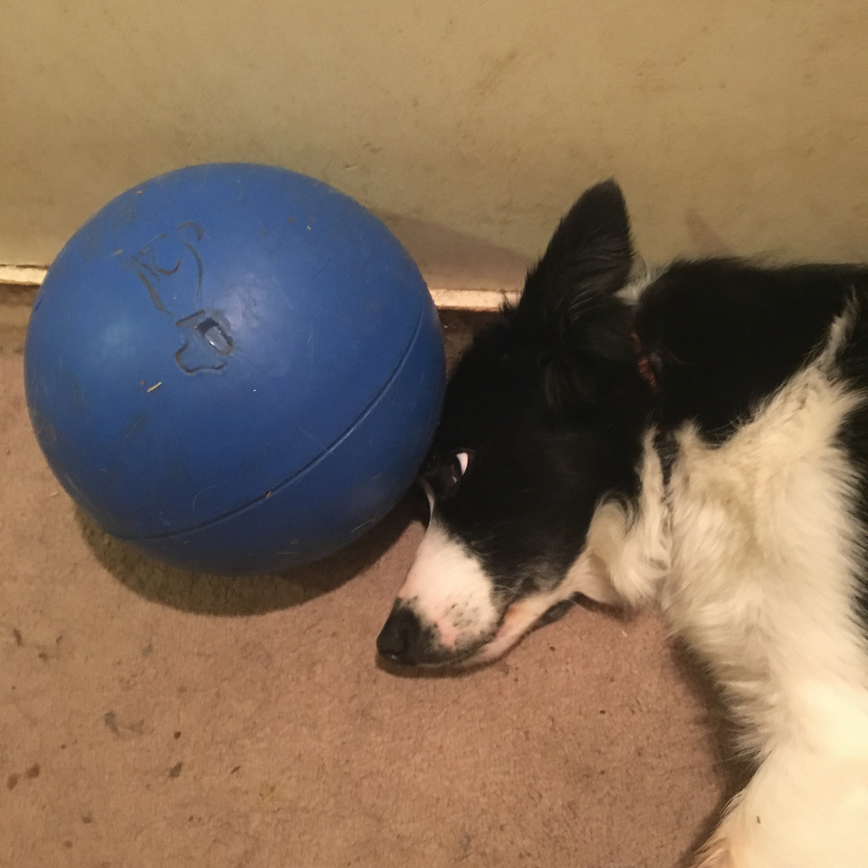 Border Collie dog boredom. Dogs love balls
