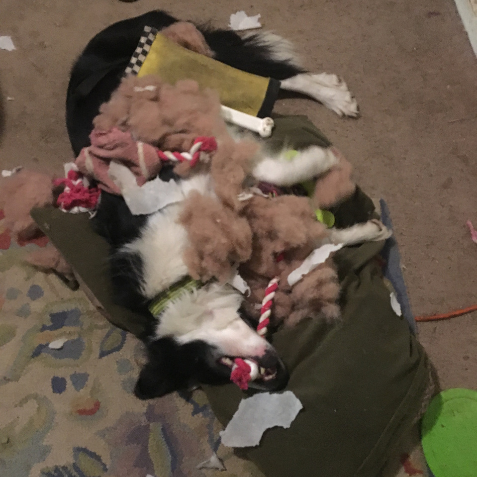 Dog chews shoes blankets furniture. Proper chew toys for your dog help their mouth outlet appropriately.