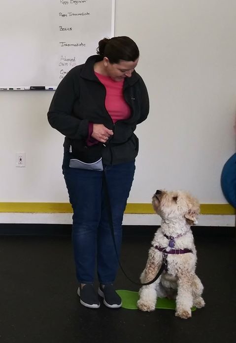 Group dog training classes are one way of socializing your dog. These means practicing your communication with your dog amongst distractions not letting your dog run into other dogs spaces.
