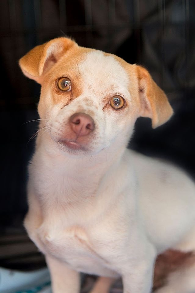 Chihuahua
Bringing a new dog home