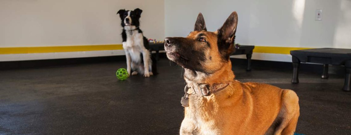 dog training and obedience