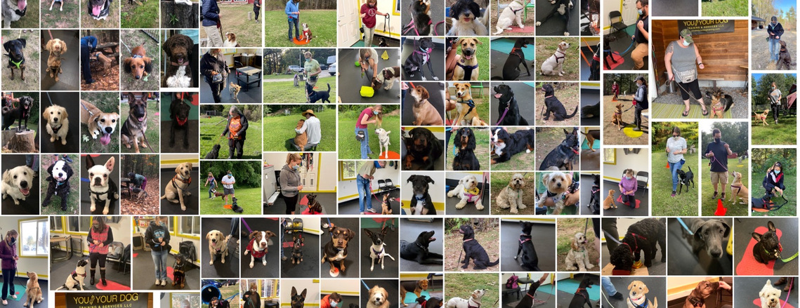 Client reviews and testimonials about our dog training services. There are Google reviews for best dog trainer and Facebook five star reviews for NH dog training.