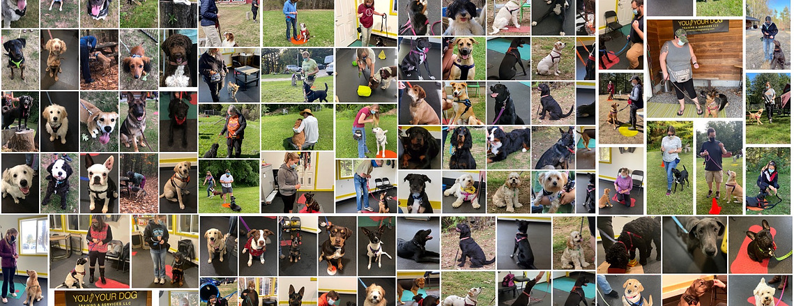 Client reviews and testimonials about our dog training services. There are Google reviews for best dog trainer and Facebook five star reviews for NH dog training.