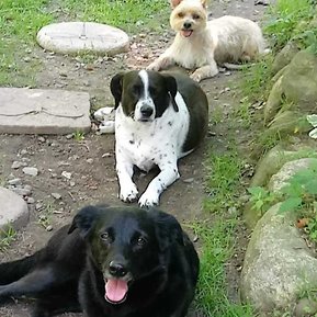 Multi dog households come in different shapes and sizes. These are three mixed breed rescue dogs from the local shelter.