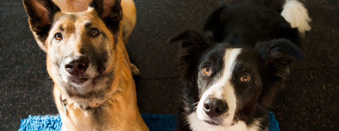 dog testing and accreditation courses