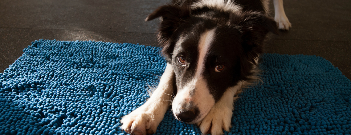 private dog training