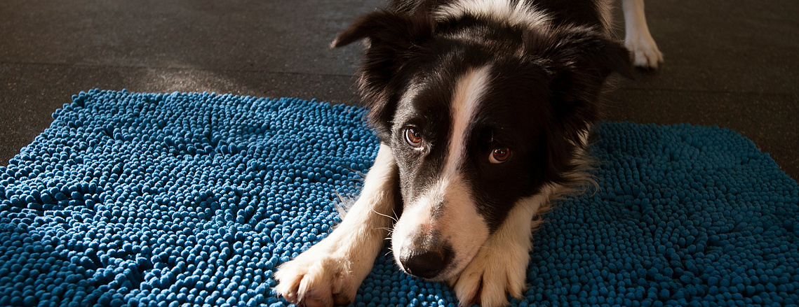 private dog training