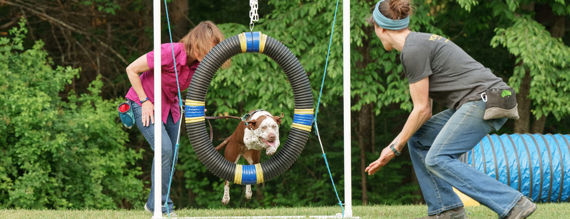 Dog having fun jumping through agility hoop and tunnel