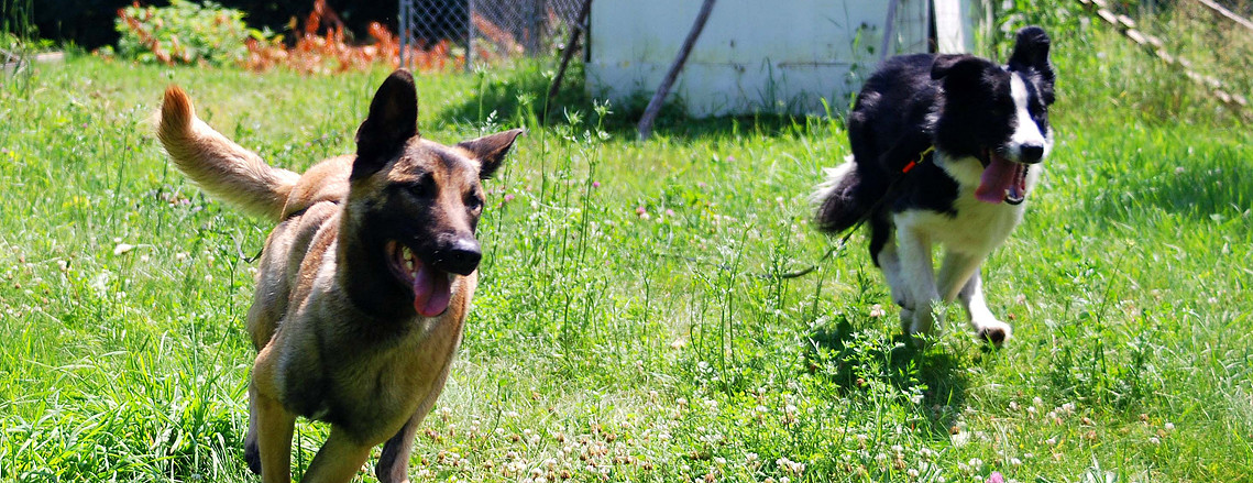 puppy playtime