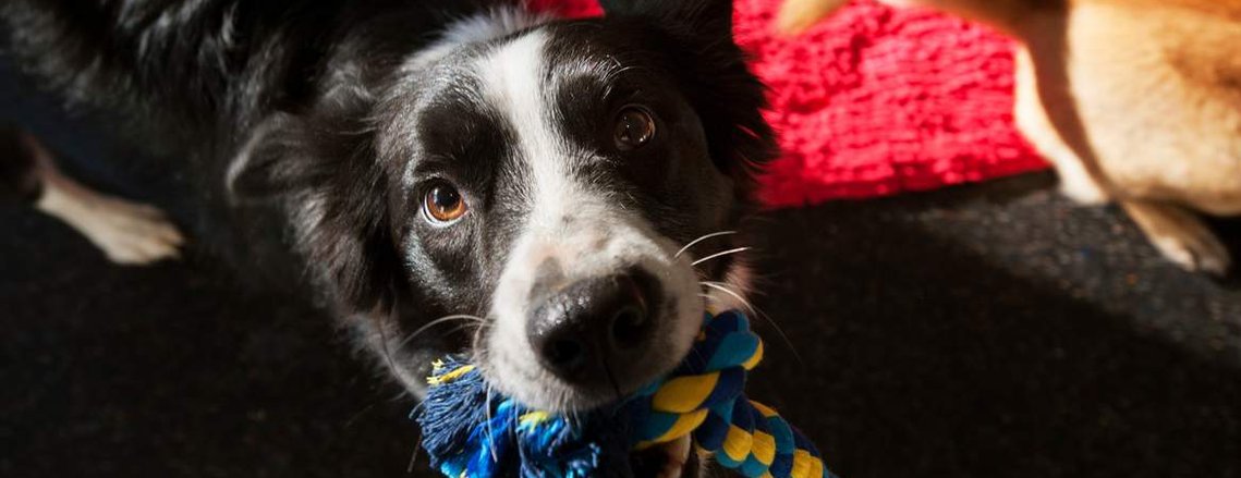 puppy training obedience and socialization