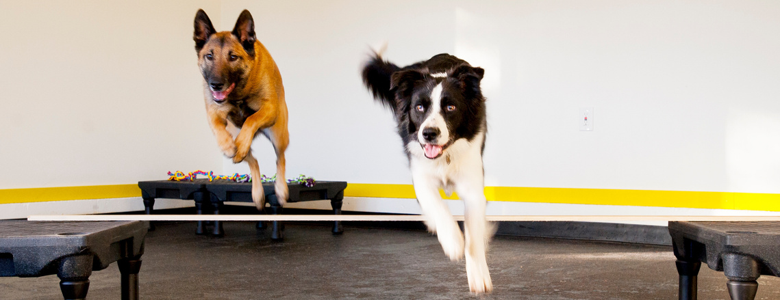 intensive dog training