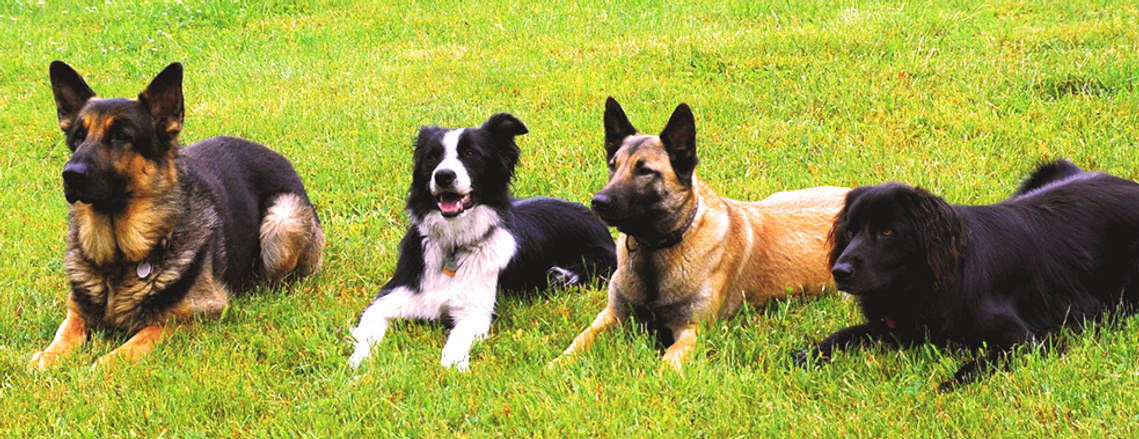 dog training reviews