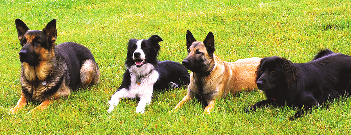 dog training reviews