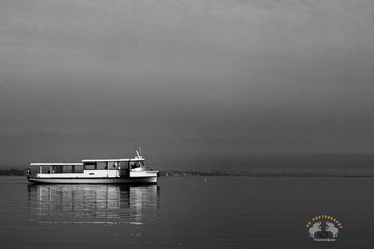 Lonely mouette sailing in the Geneva lake - Lac Léman