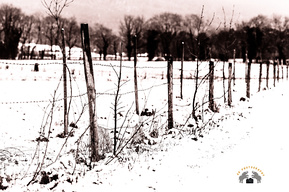 Open field with the fence shot during snowy morning (Sepia colour tone) near Vaud canton of Switzerland 