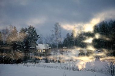 reforestation 