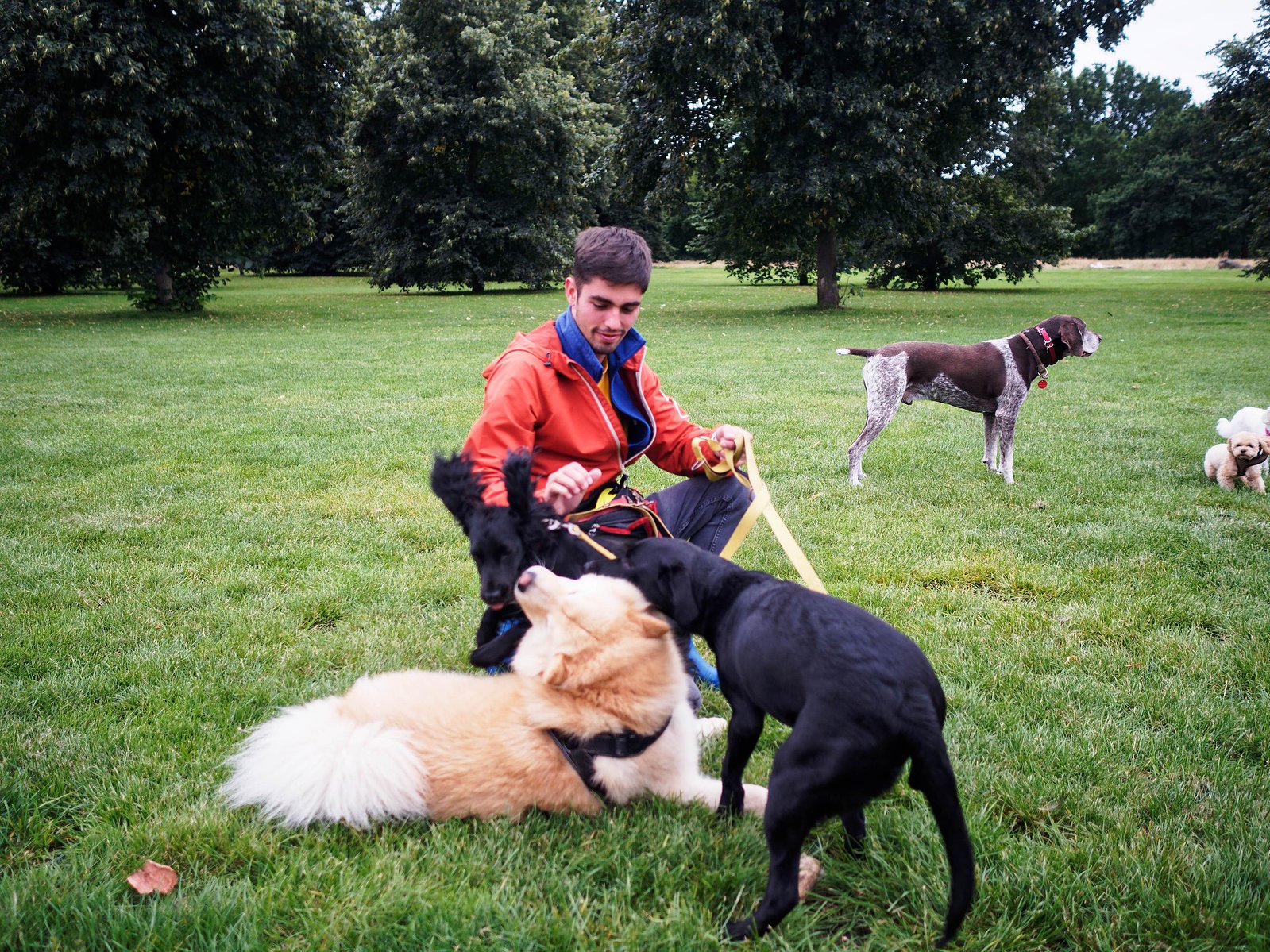 This  is an image of young man caring for clients dogs in Hyde Park.