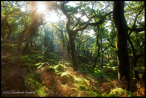 Black a Tor Copse, Dartmoor National Park.