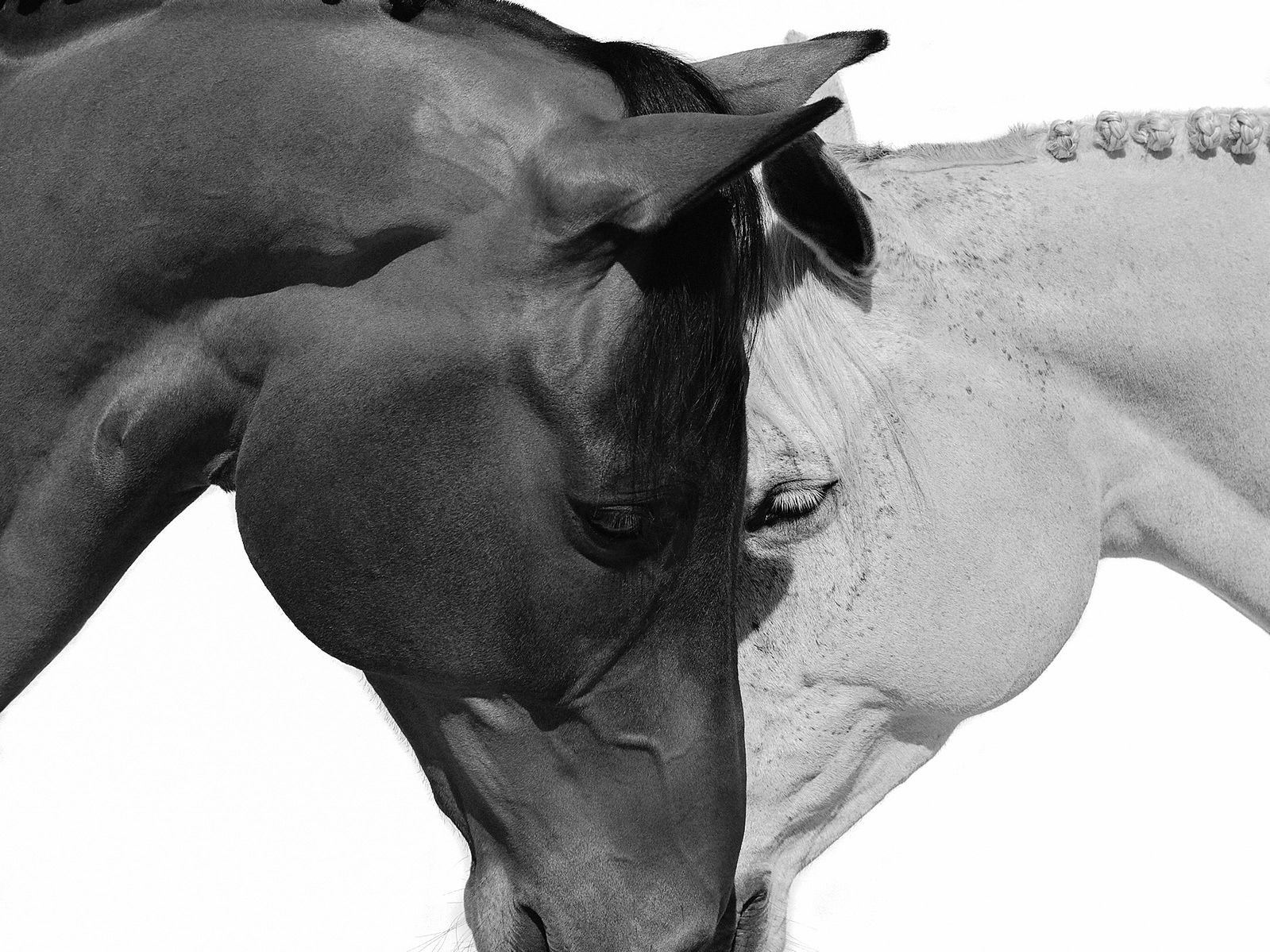 THE EQUESTRIAN COLLECTION - Beau Simmons