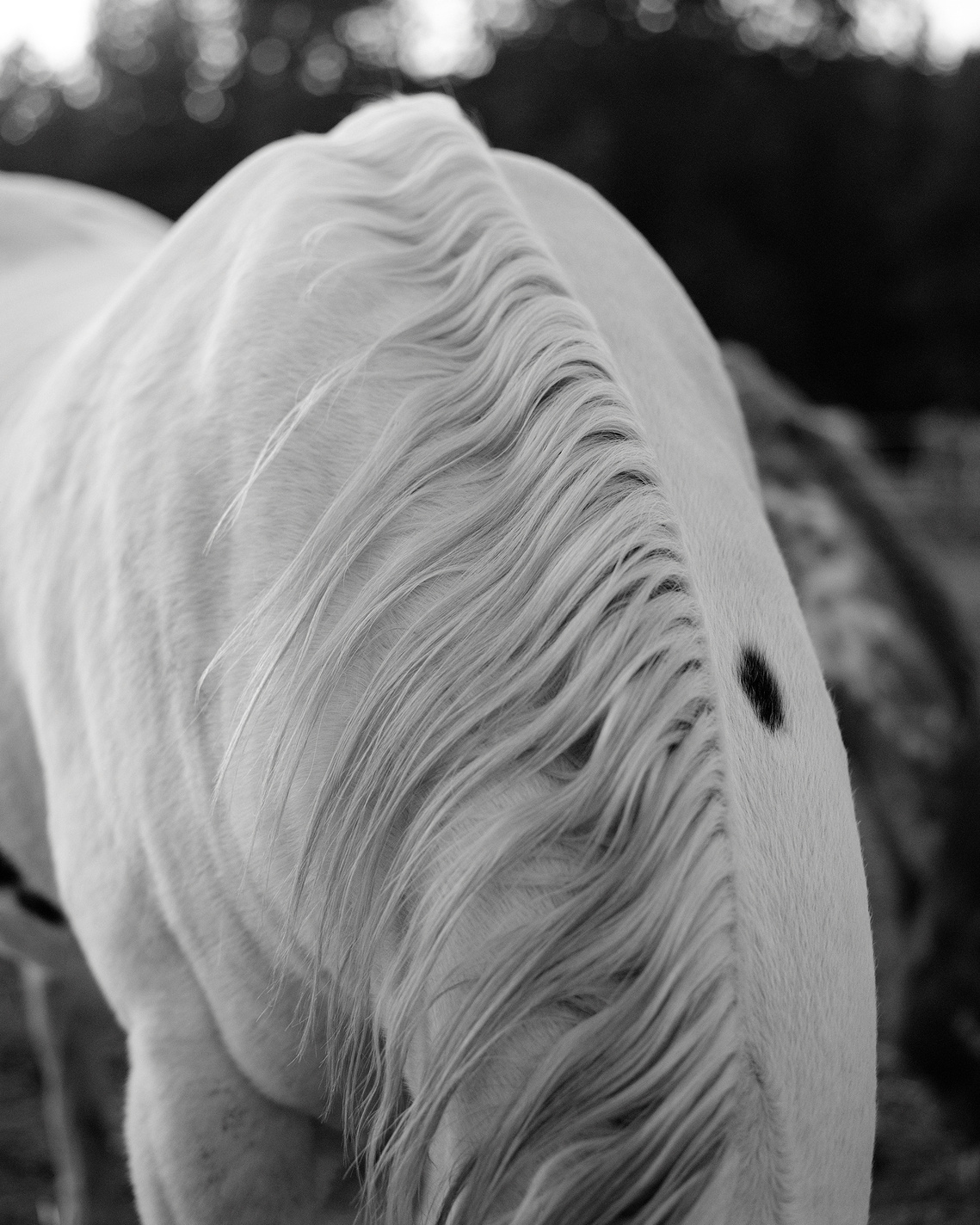 Fine art photograph of white horses mane. Western horse artwork. Regal artwork.