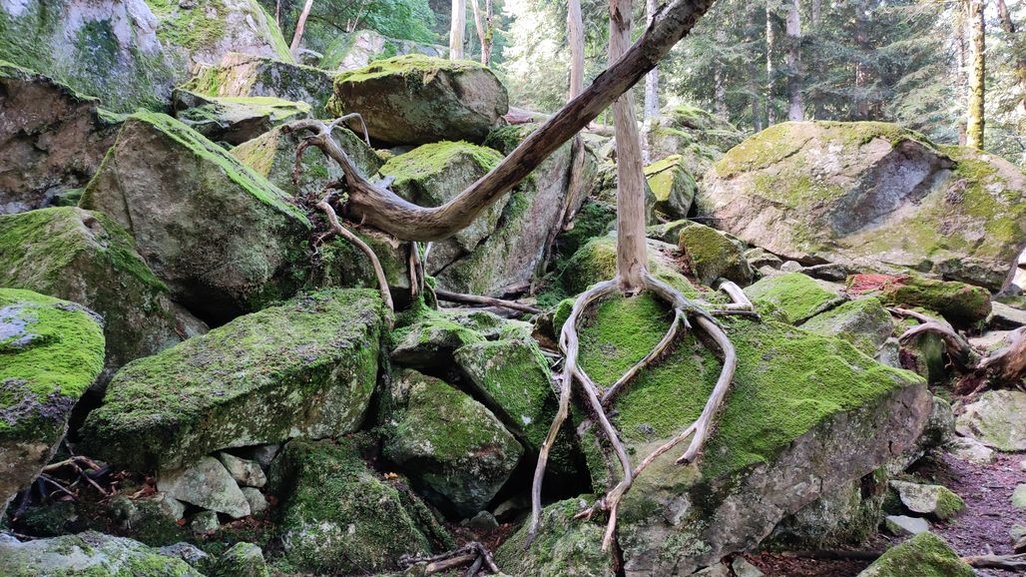 Dans un parc animalier des Pyrénées les racines nues semblent pousser hors sols sur un éboulis de roches de granit couvert de mousses et lichens.