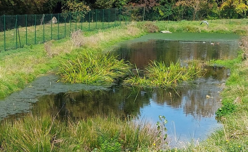 Bassin de clarification en ZRV ( Zone de rejet végétalisé). L'eau est si pure que des canards col verts y ont élu domicile.