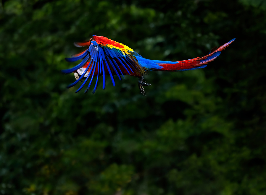 A scarlet macaw peaks through its vibrant feathers as it soars from perch to perch in the Costa Rican rainforest.