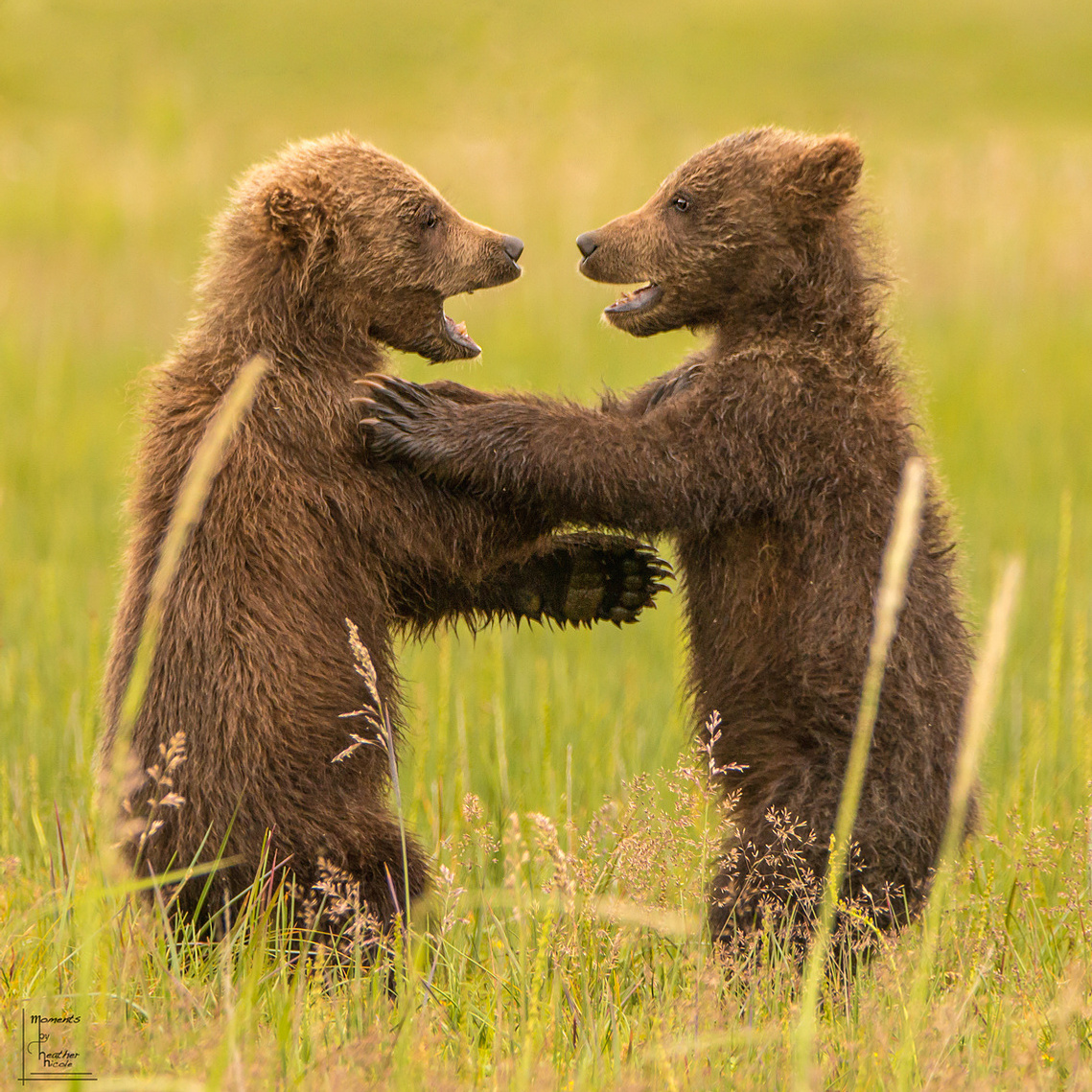 A pair of young bear cubs talking about their exciting adventures. 