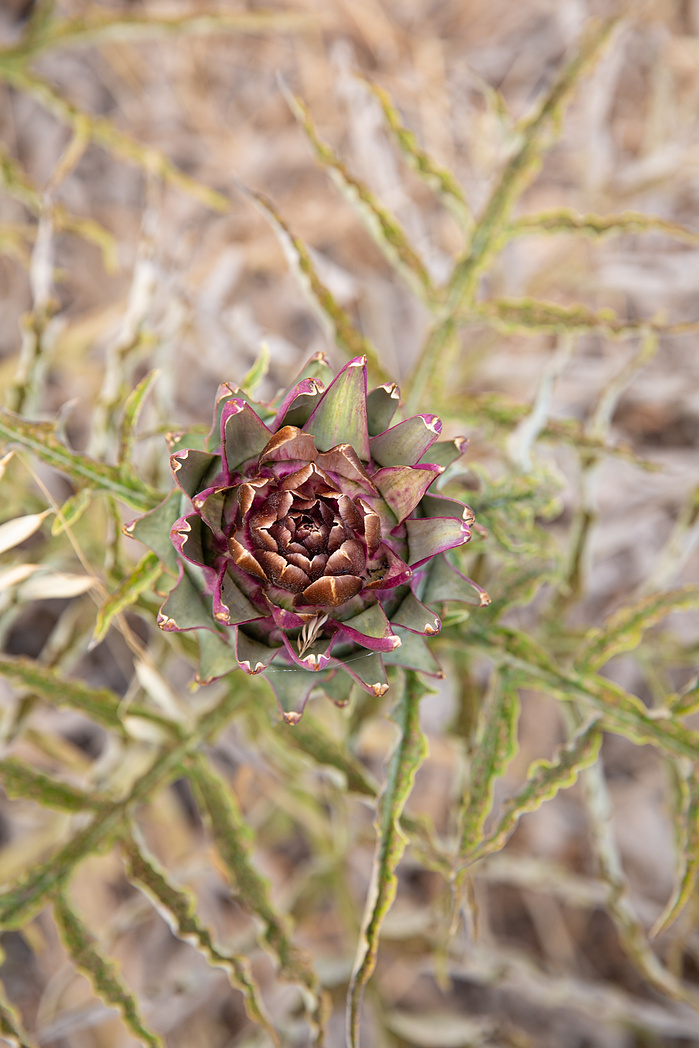 Artichoke Flowers Kythira Greece