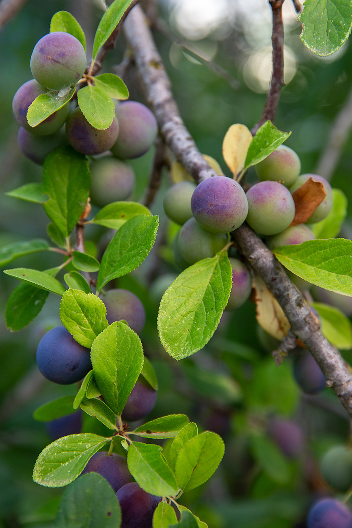 Fresh plums Mylopotamos Kythira Greece