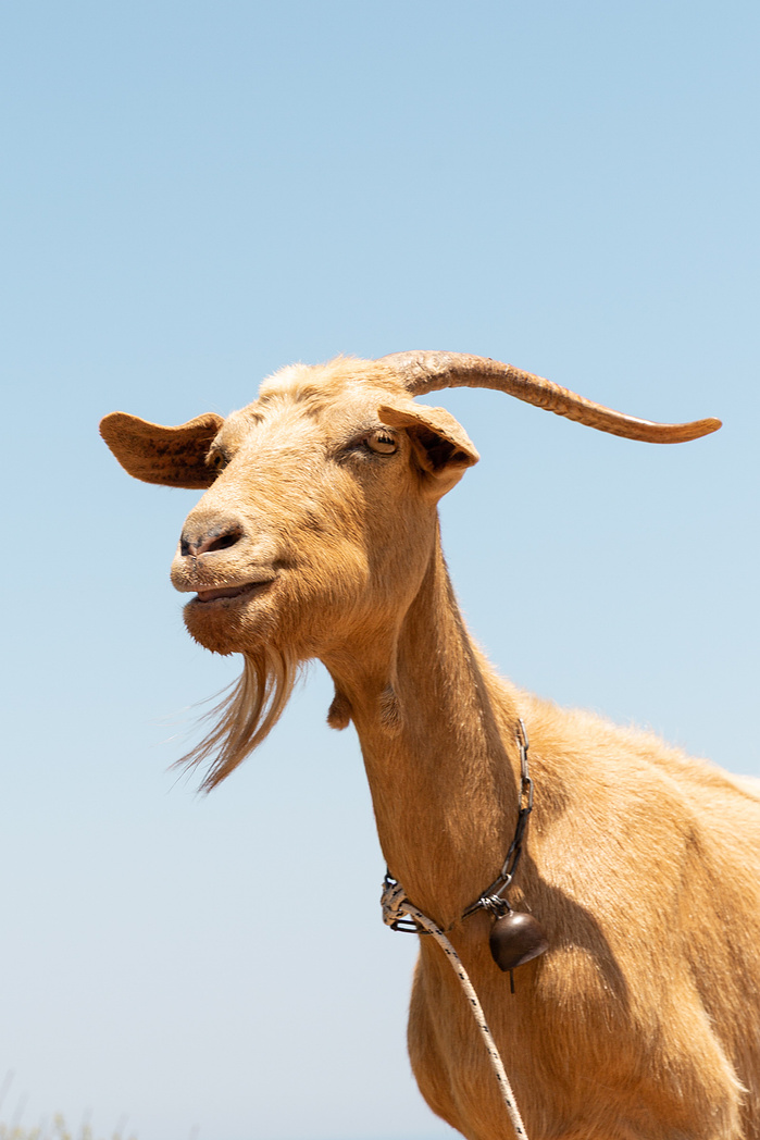Thirsty Goats Greece