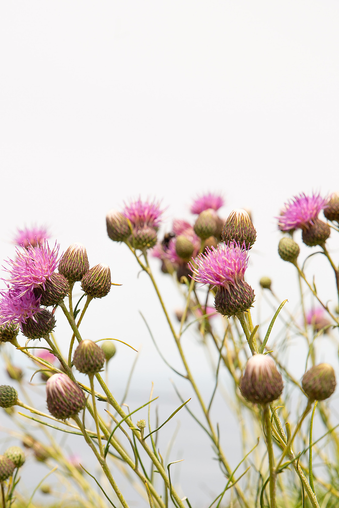 Wildflowers Kythira Greece
