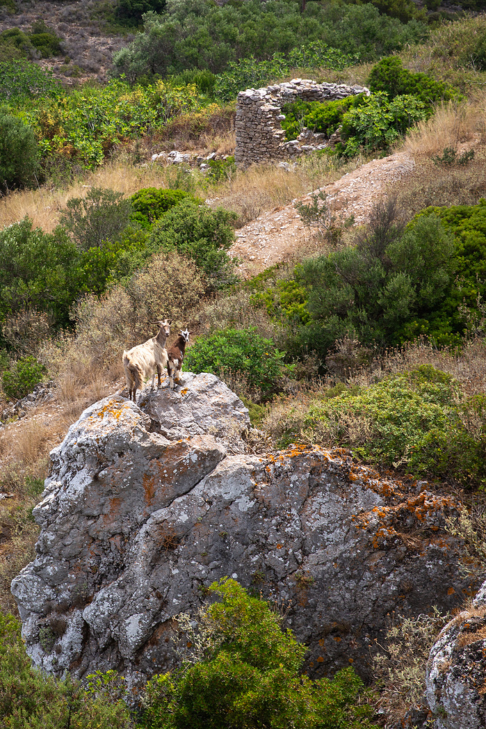 Goats Kato Chora Mylopotamos Kythira Greece
