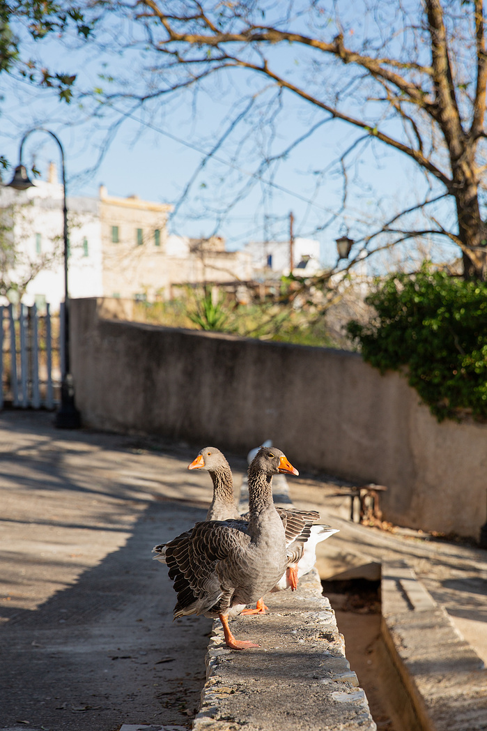 Ducks of Milopotamos Kythira Greece