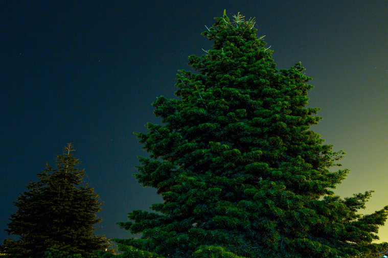 Evergreen Trees in Illinois walking path
