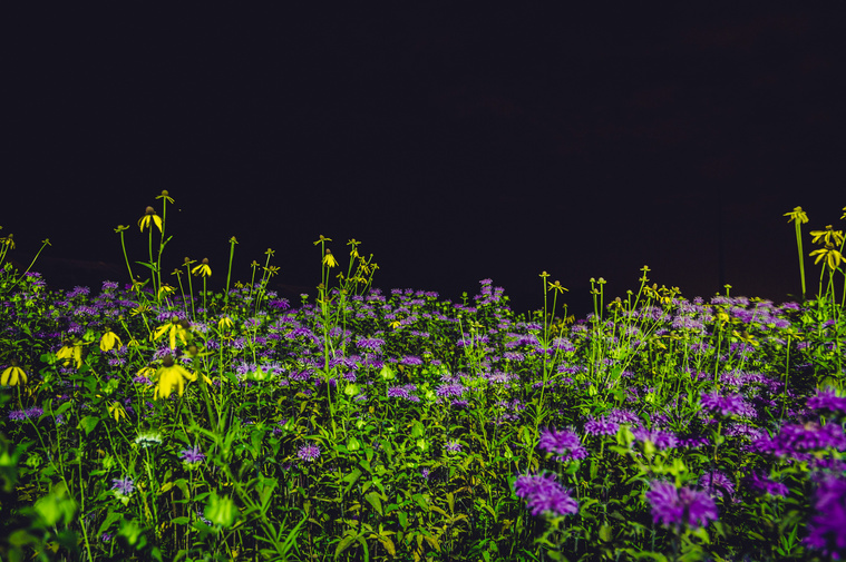 wildflowers lit by artificial light in a parking lot