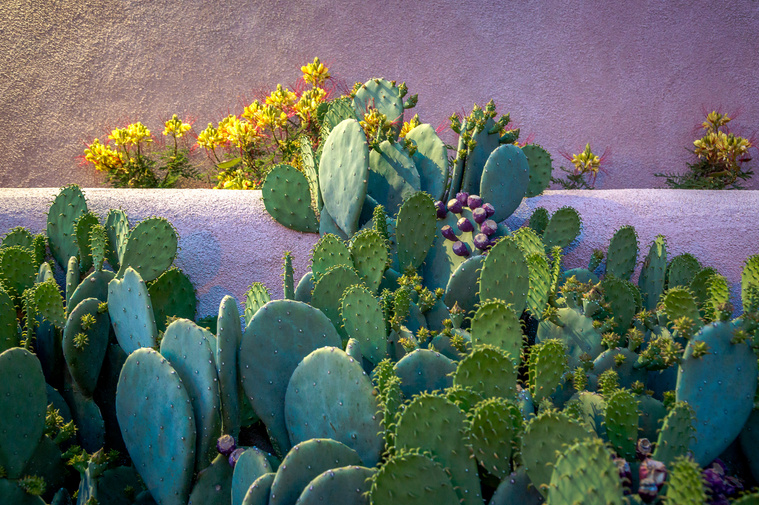 Prickly Pear against a wall in Arizona
