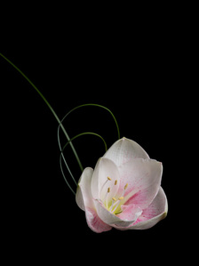Close-up shot of a lily against a black background
