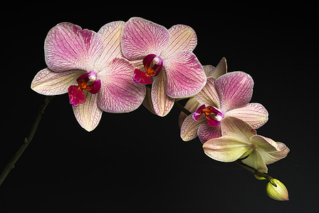 A close-up shot of a delicate branch adorned with light orchid flowers, showcasing intricate details and soft colors.
