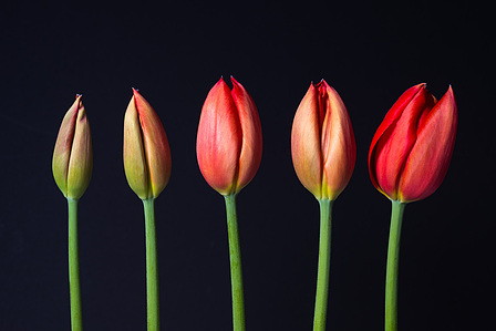 Five red tulips at different stages of bloom, set against a dark background, showcasing their vibrant colors. 