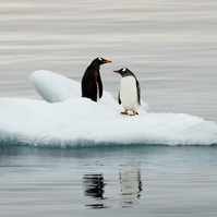 Two penguins floating on an iceberg looking at each other