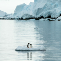 Two penguins floating on an iceberg with glacier behind