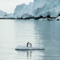 Two penguins floating on an iceberg with glacier behind