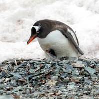 A penguin chick taking cover beneath its parent in the Antarctic Peninsula, Antarctica