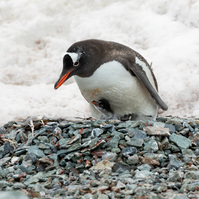 A penguin chick taking cover beneath its parent in the Antarctic Peninsula, Antarctica