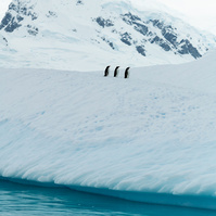 Three penguins lined up on an iceberg in Antarctica