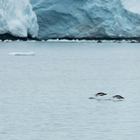 Two porpoising penguins swimming in front of a glacier in the Antarctic Peninsula, Antarctica