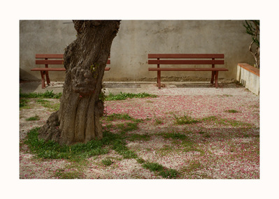 Fine Art print edition of 7 signed & numbered. 50x70 or 30x40 cm on Hahnemühle Bright White paper. Olivier Montay photographer. Two empty benches lean against a wall, behind a gnarled trunk. The gravel floor is covered with pink fallen flowers. Film photo
